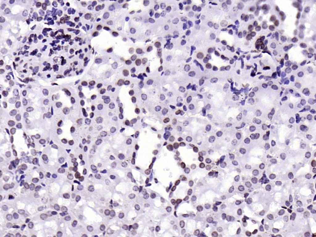 核纤层蛋白A抗体-bsm-34042M